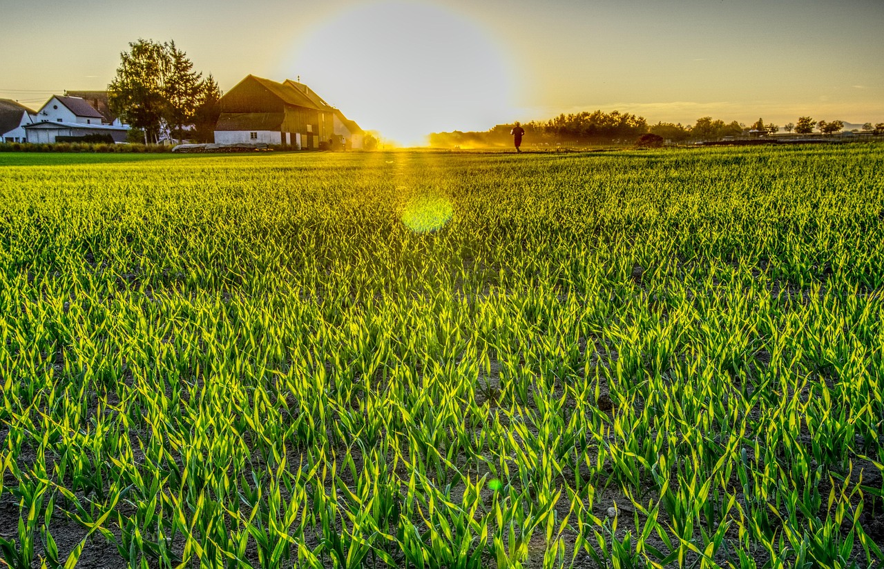 A landscape photograph of a field of green plants with a house in the background. The sun is shining brightly in the sky, cre...